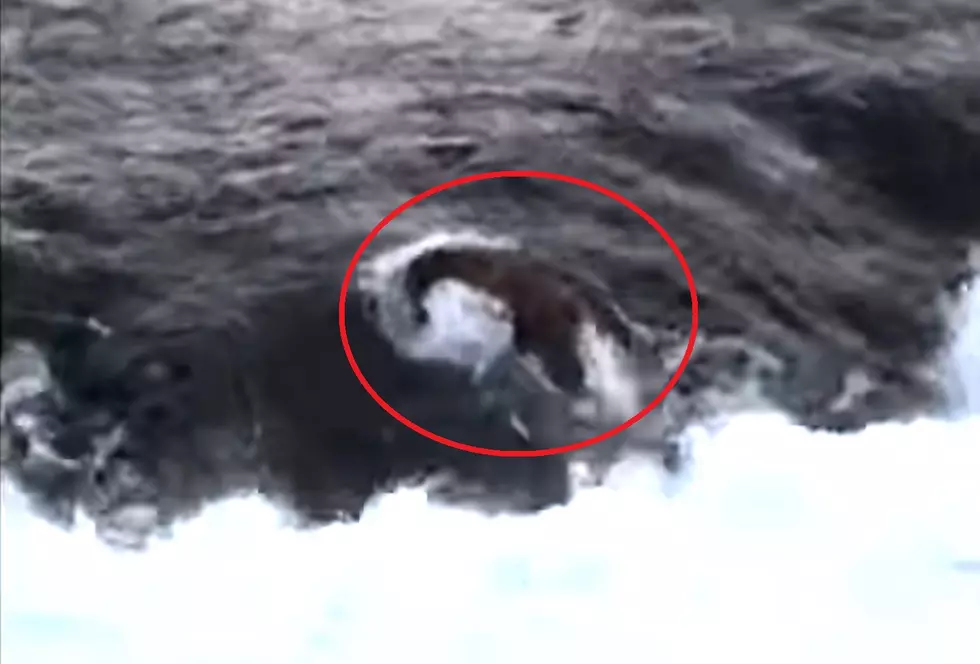 Yellowstone Flashback: When a Bear Went Over a Waterfall
