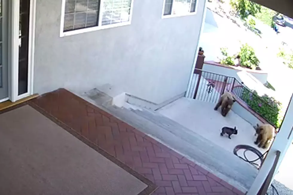 Wee Little Dog Scare Bejesus Out of Two Big Bears