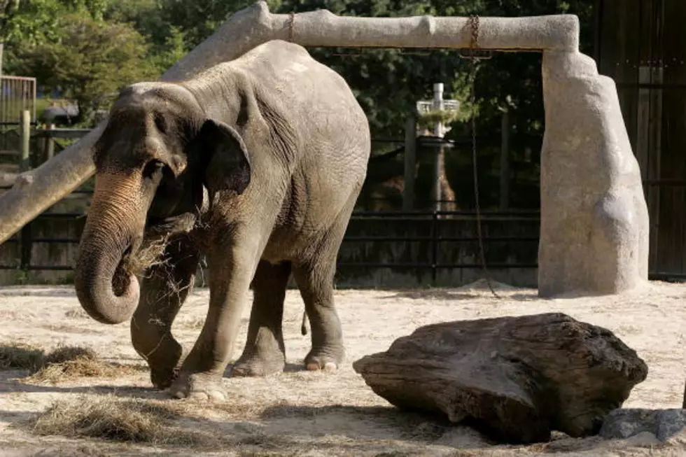 Elephants at The Denver Zoo Caught Spooning on Tape