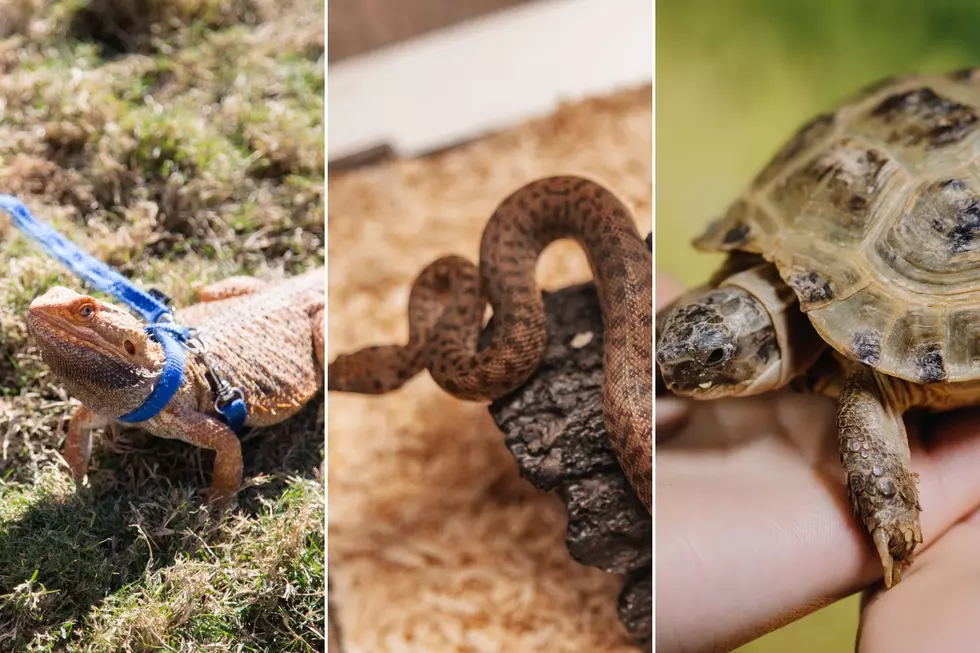 Colorado Allows You to Keep These Native Snakes + Reptiles as Pets in Limited Numbers