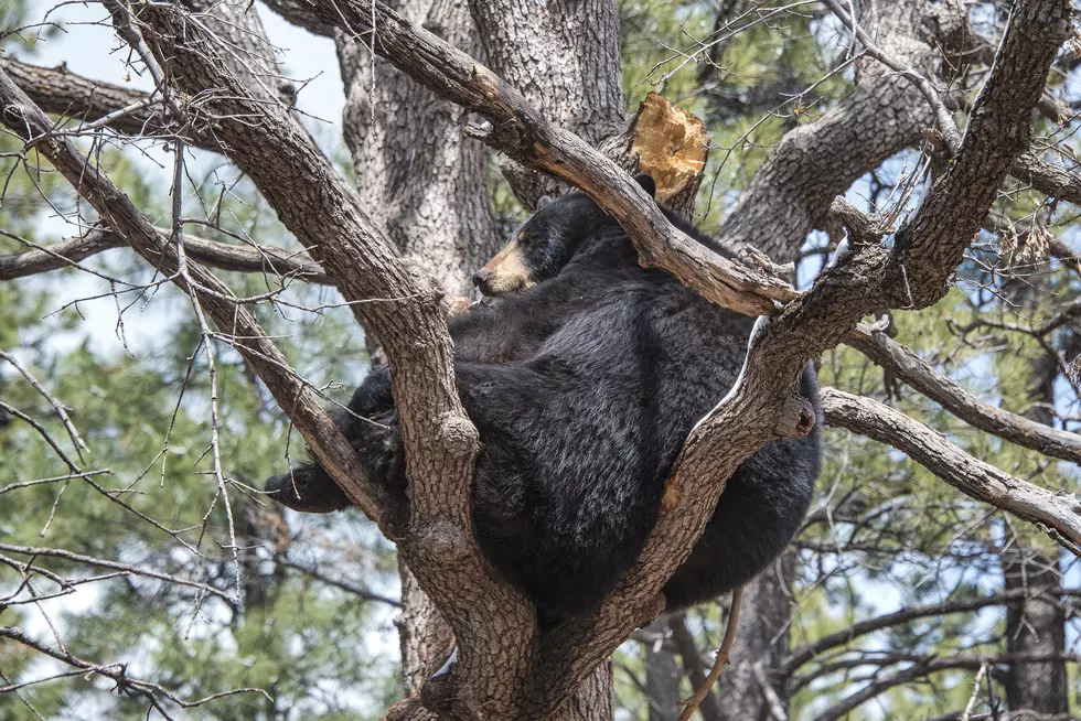 The Best Places to Hang Out With Animals in Colorado