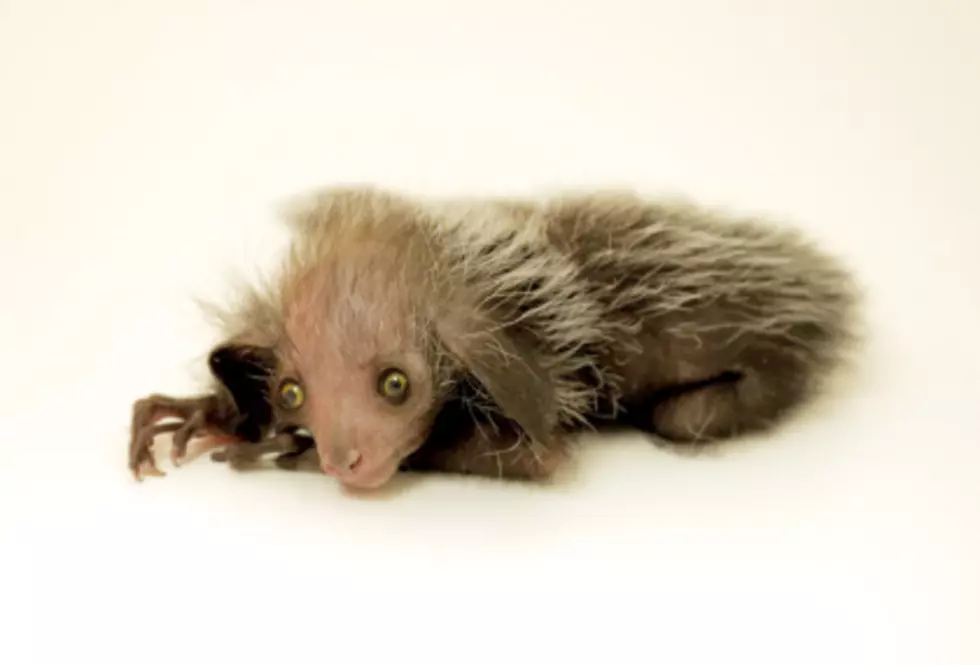 Look at This Super Rare (And Weird) Animal Born at the Denver Zoo