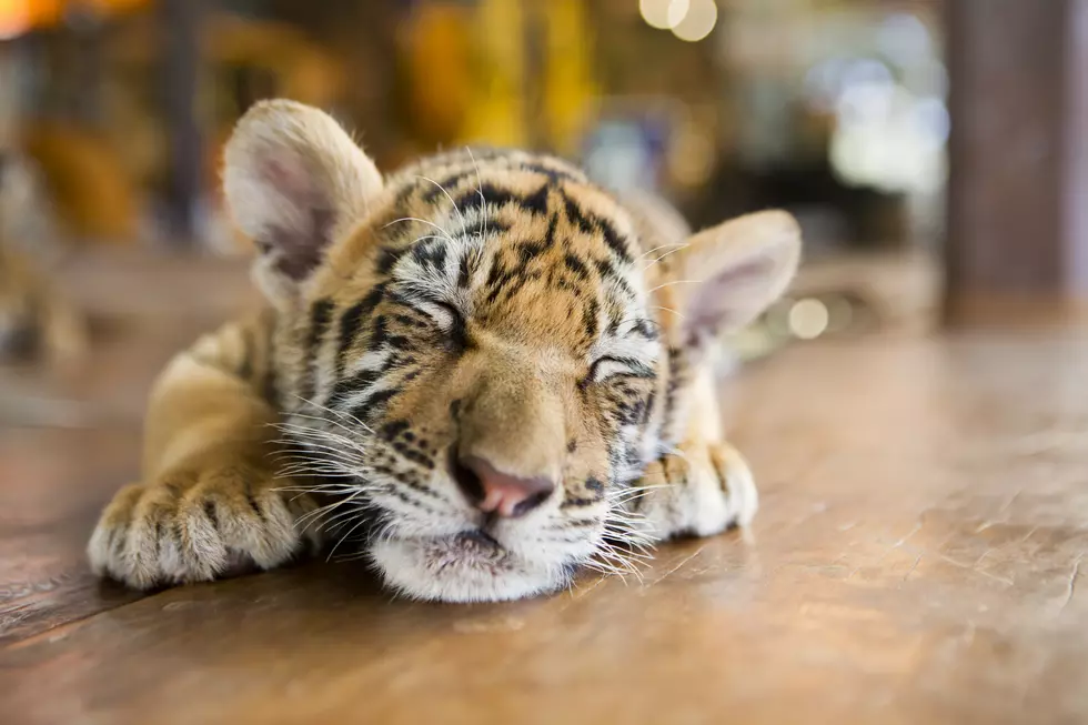 6 More of the Tiger King’s Tigers Are Now at a Colorado Sanctuary