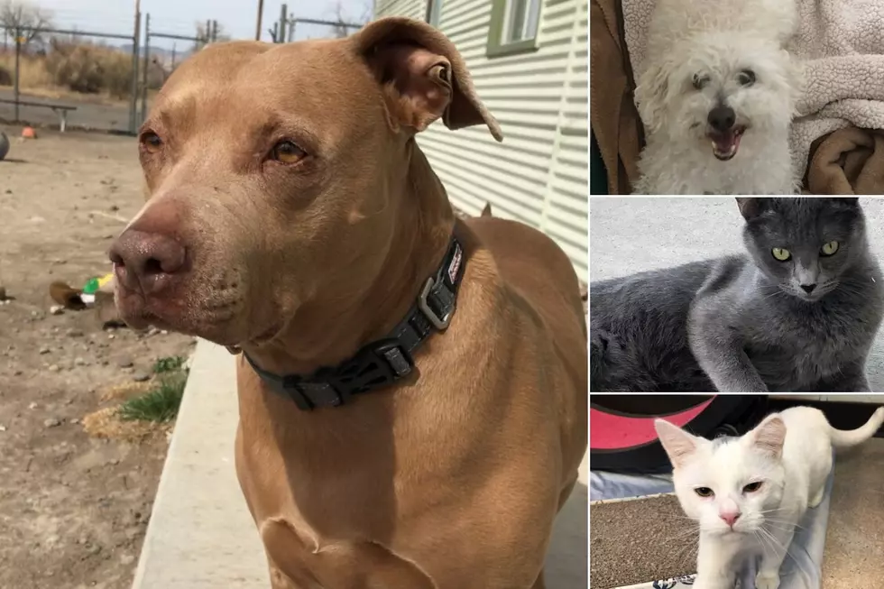 Look: All of the Pets Up For Adoption at a GJ Animal Shelter