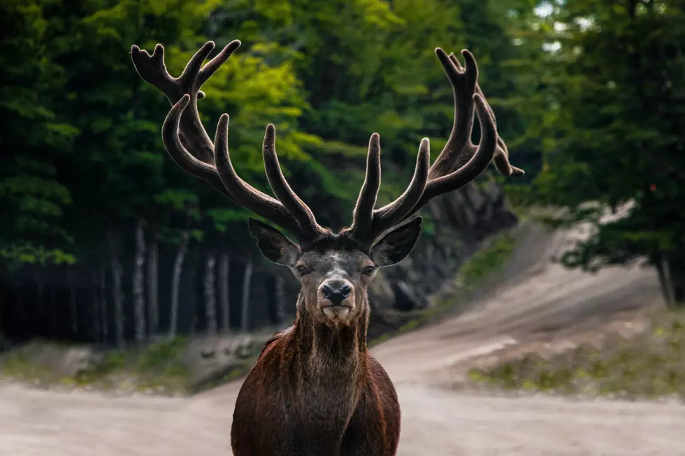 Important Dates to Remember: When is Elk Season in Colorado?