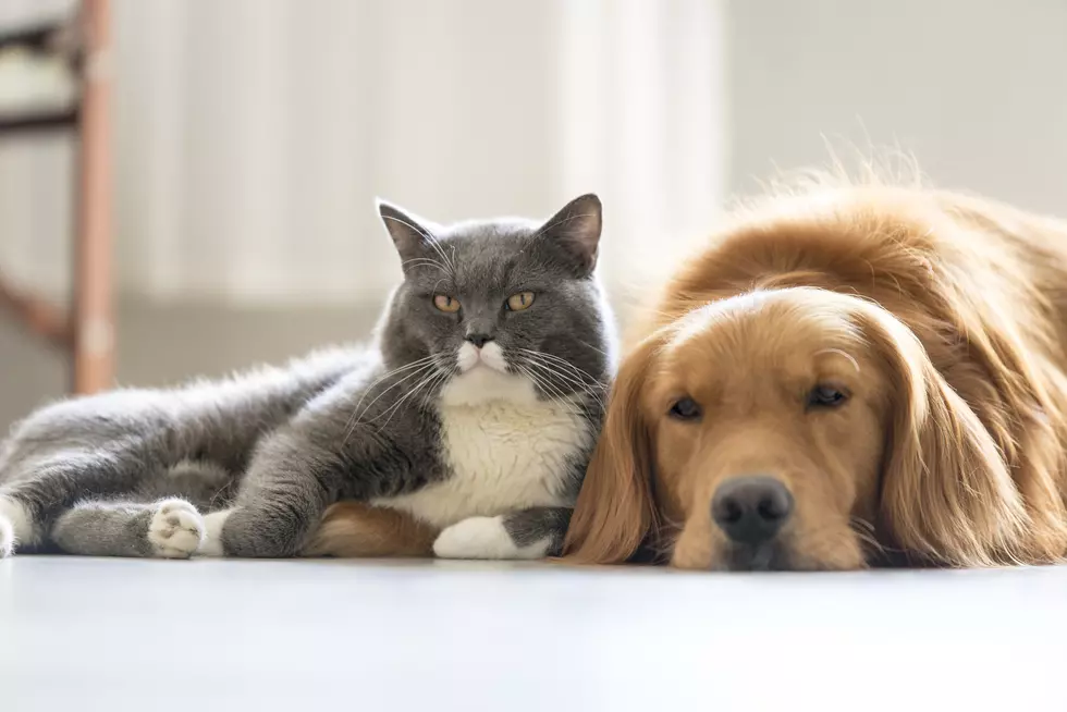 Grand Junction Pets’ Strangest Habits