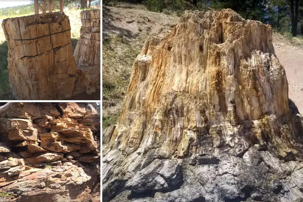 Colorado Hidden Gems: Check Out the Florissant Fossil Beds